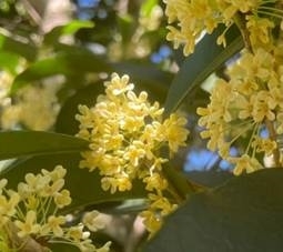 图示, 示意图
中度可信度描述已自动生成:ver1